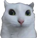 :chat_zieute: