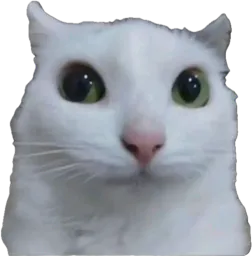 :chat_zieute: