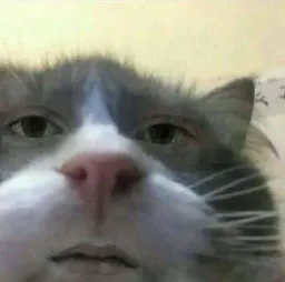 :Chat_copain_meme_blase: