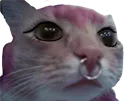 :Chatemo: