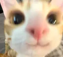 :Chat_tres_gentil: