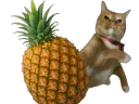:Catananass: