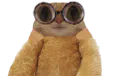 :chat_lunette_peluche2: