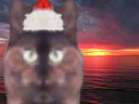 :catsun: