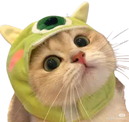 :Chaat_bonnet: