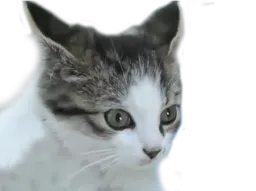 :chaton_oreilles: