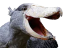 :shoebil_rire: