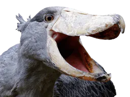 :shoebil_rire: