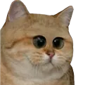 :chat_triso: