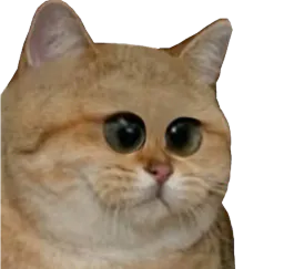 :chat_triso: