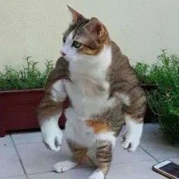 :Chat_muscle: