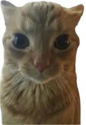 :chat_autiste: