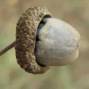 GlandDifforme
