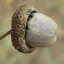 GlandDifforme