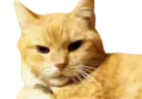 :chat_vener: