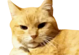 :chat_vener: