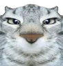 :chat-regard-meprisant: