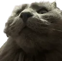 :Chat_boomer: