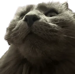 :Chat_boomer: