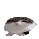 :chat_bounce: