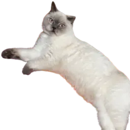 :Gros_chat_AhuriKJ: