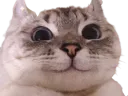 :Migno_chat: