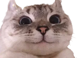 :Migno_chat: