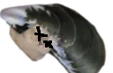:deadkot4: