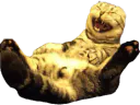 :chat_rigole_:
