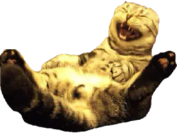 :chat_rigole_: