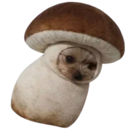 :chienpignou:
