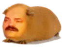 :risitas_hamster: