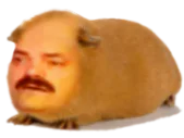 :risitas_hamster: