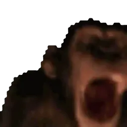 :Singe_hype: