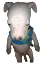 :Chien_def: