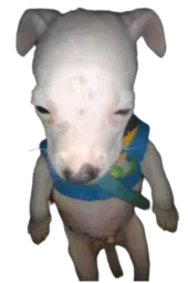 :Chien_def: