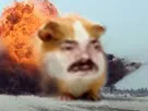 :Hamstaboum: