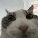 :chatcouine:
