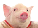 :cochon1: