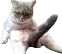 :Chat_qui_bande: