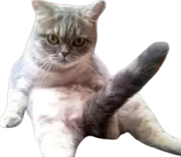 :Chat_qui_bande: