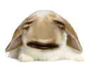:Lapin_Belier_Bulle_2: