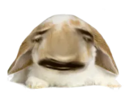 :Lapin_Belier_Bulle_2: