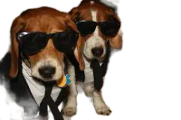 :chien_khey:
