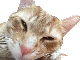 :Chat_Flemme: