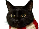 :chatsus: