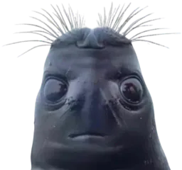 :Phoque_de_bite: