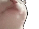 :chat_danse: