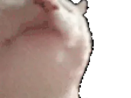:chat_danse: