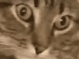 :Chattrauma2: